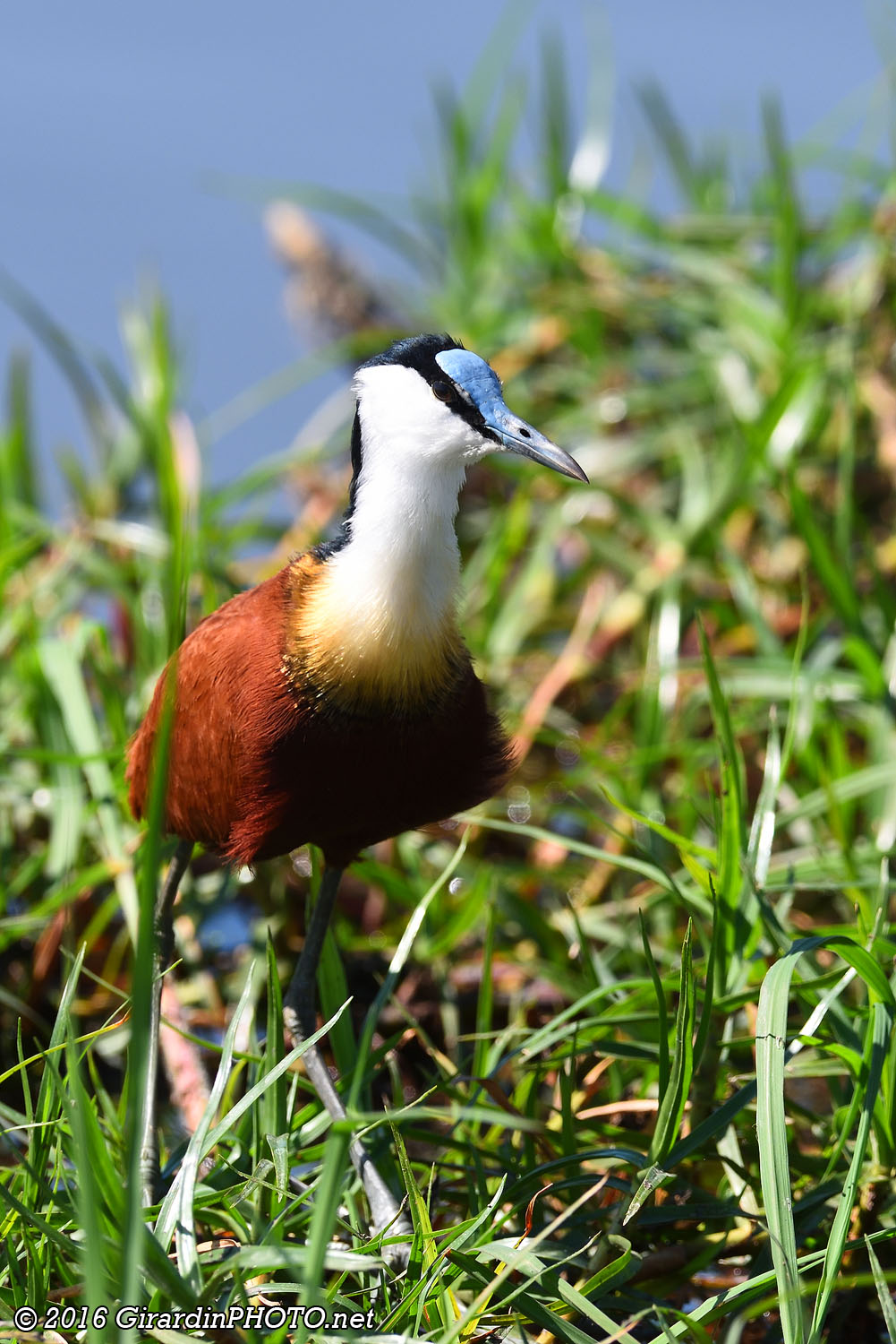 Jacana africain