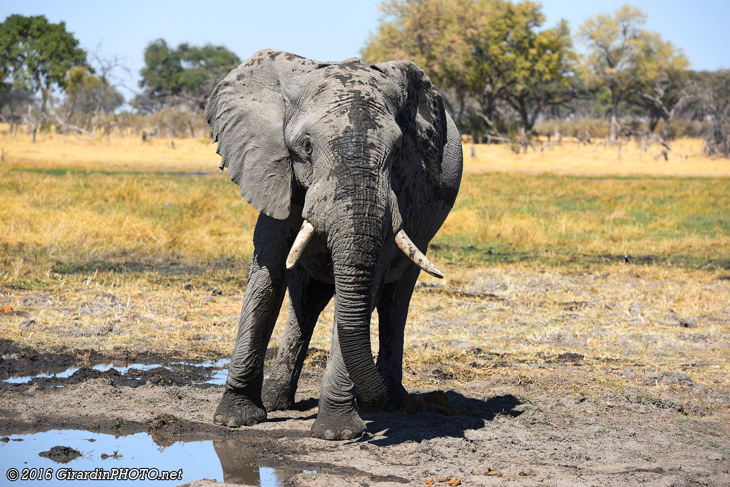 Eléphant Amarula