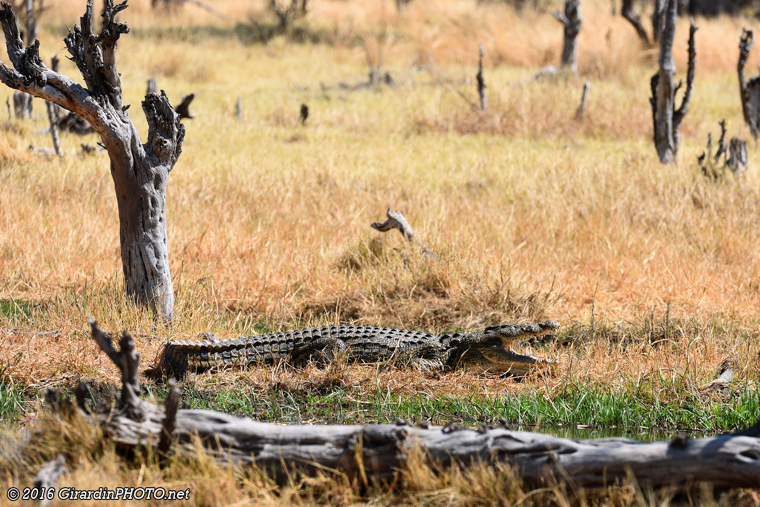 Crocodile du Nil (avec la gueule ouverte pour se rafraîchir)