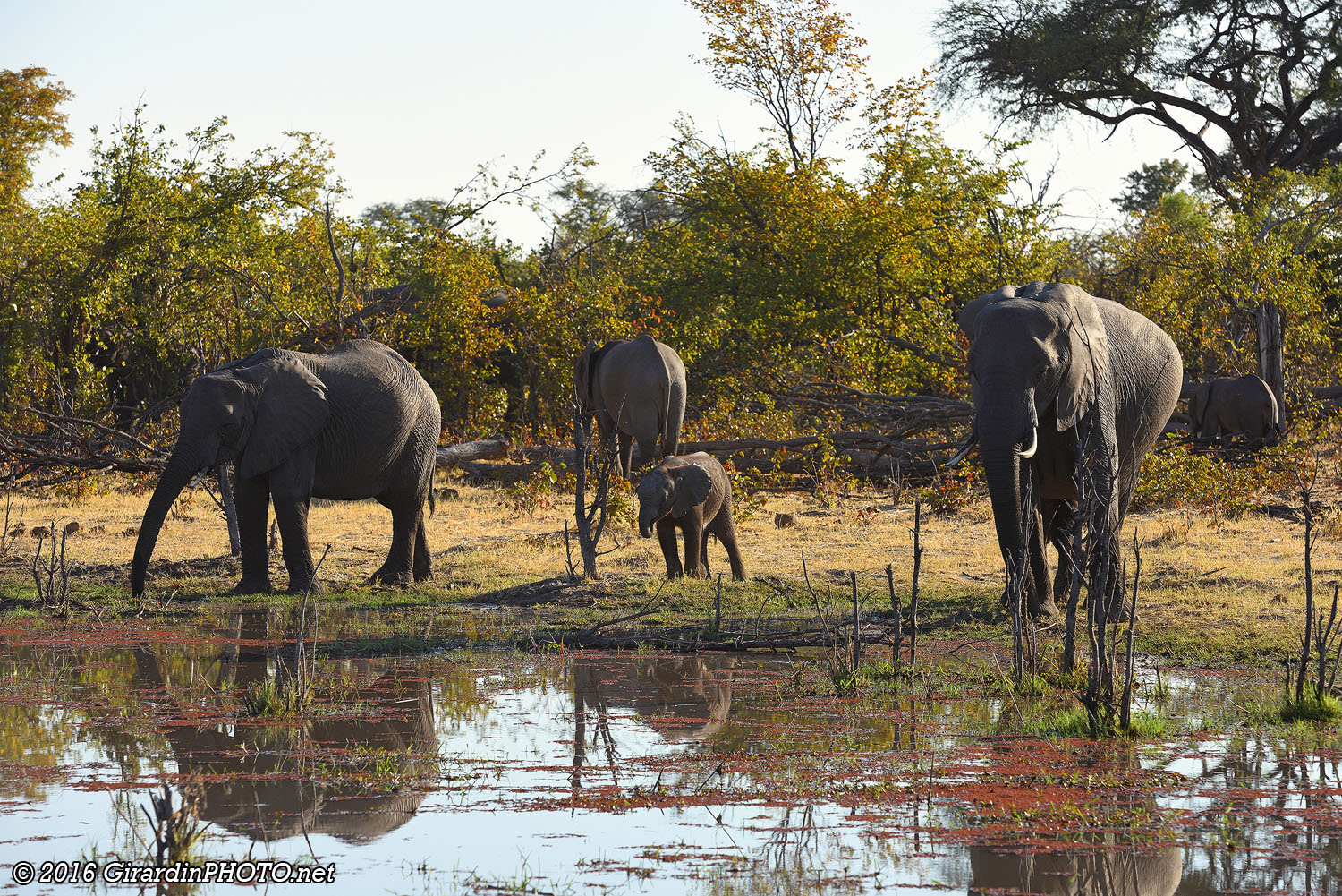 Les éléphants sont de nouveau là !