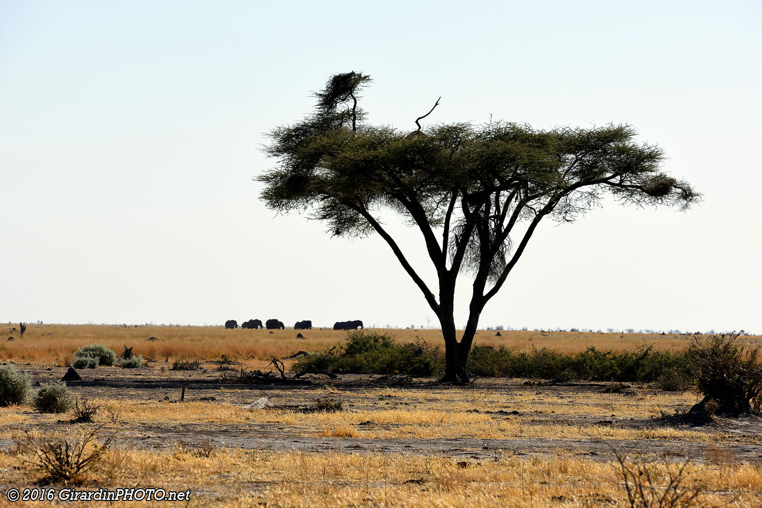 Mababe Depression