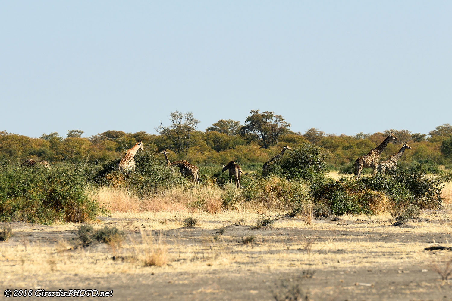 Girafes