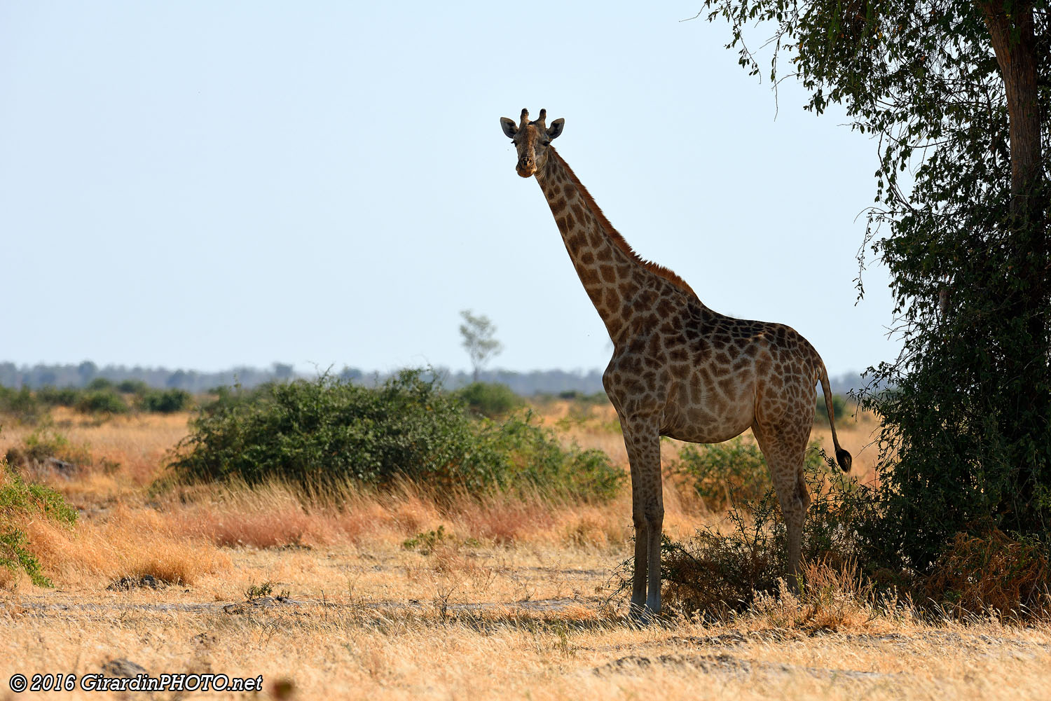 Girafe