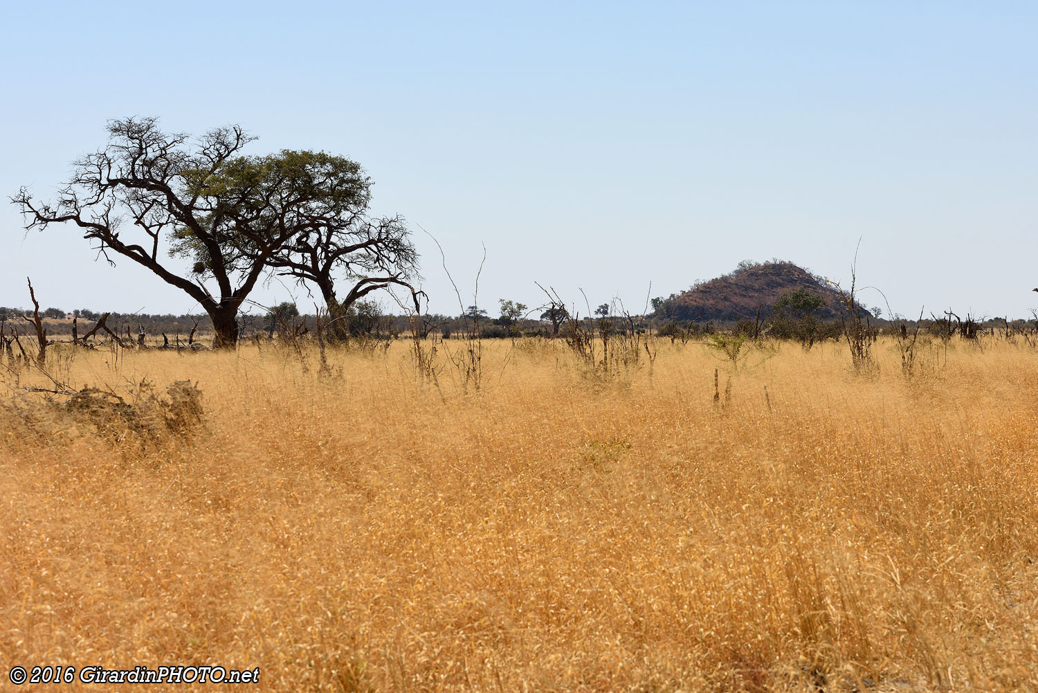 Une des sept collines du Savute