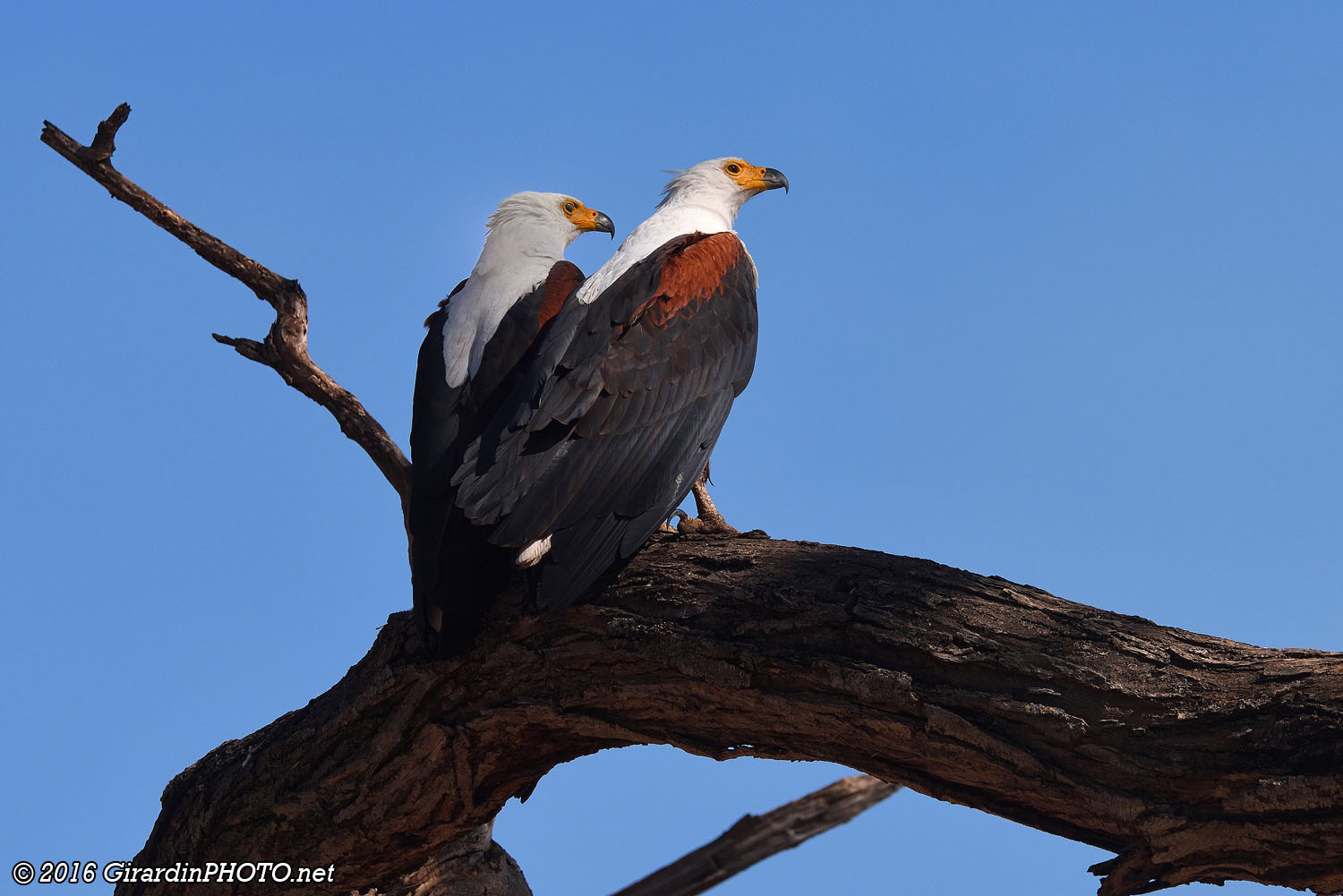 Aigles pêcheurs vocifères