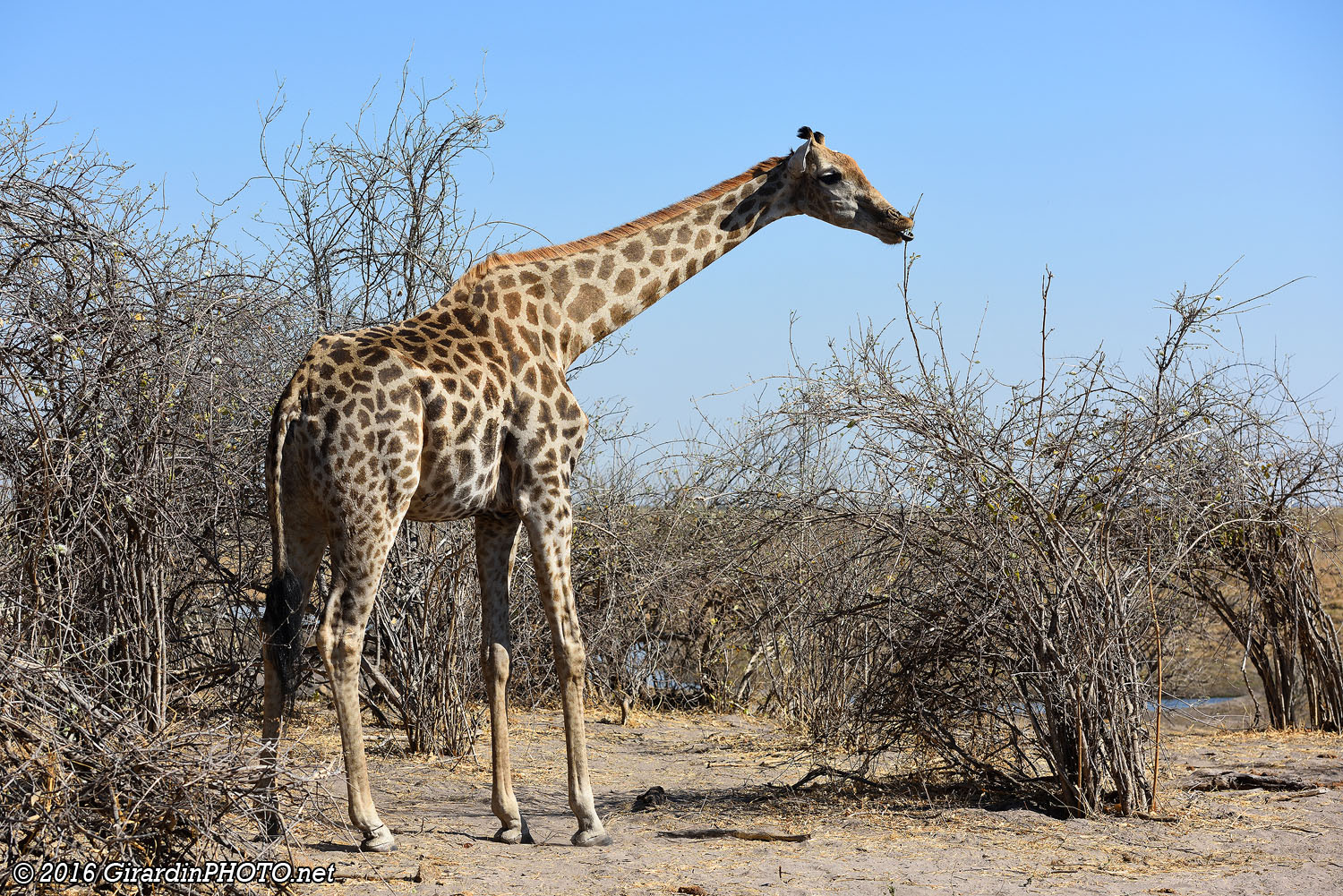Girafe