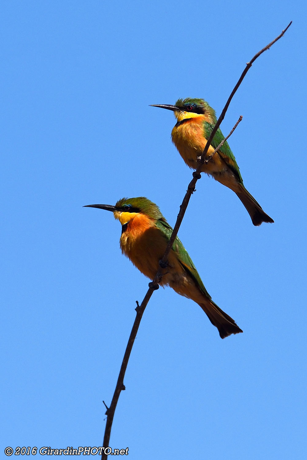 Couple de guêpiers nains