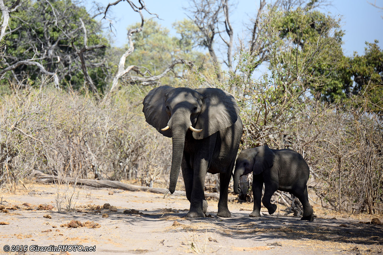 Eléphants