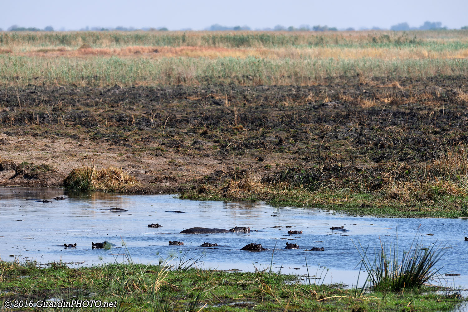 Hippopotames