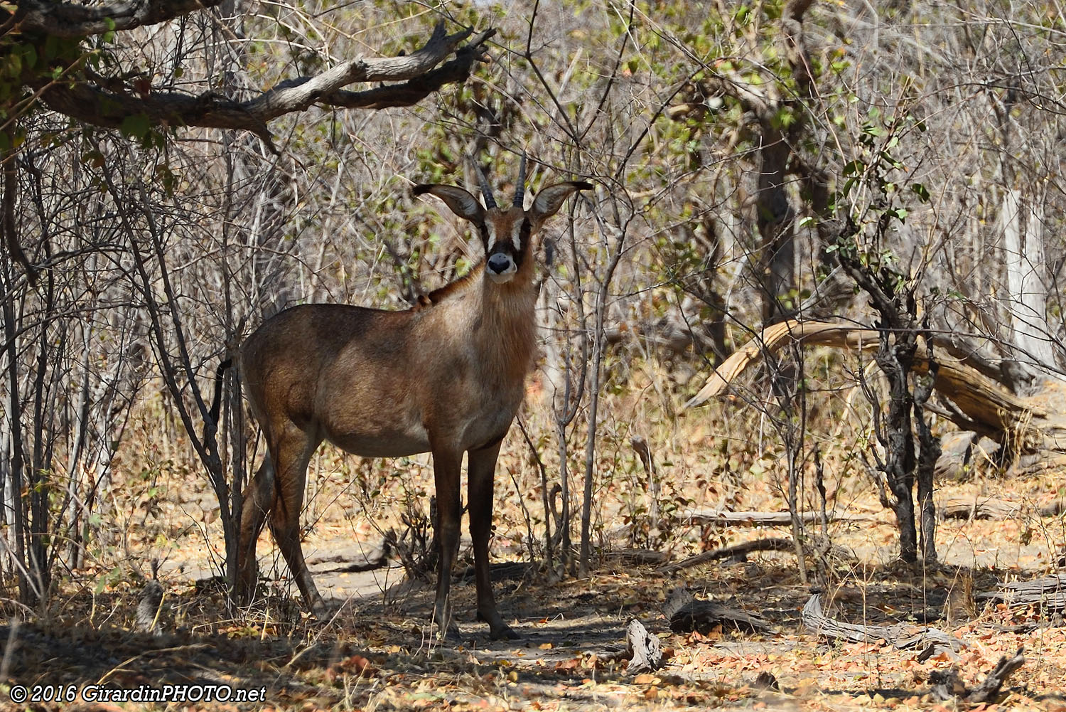 Antilope rouanne