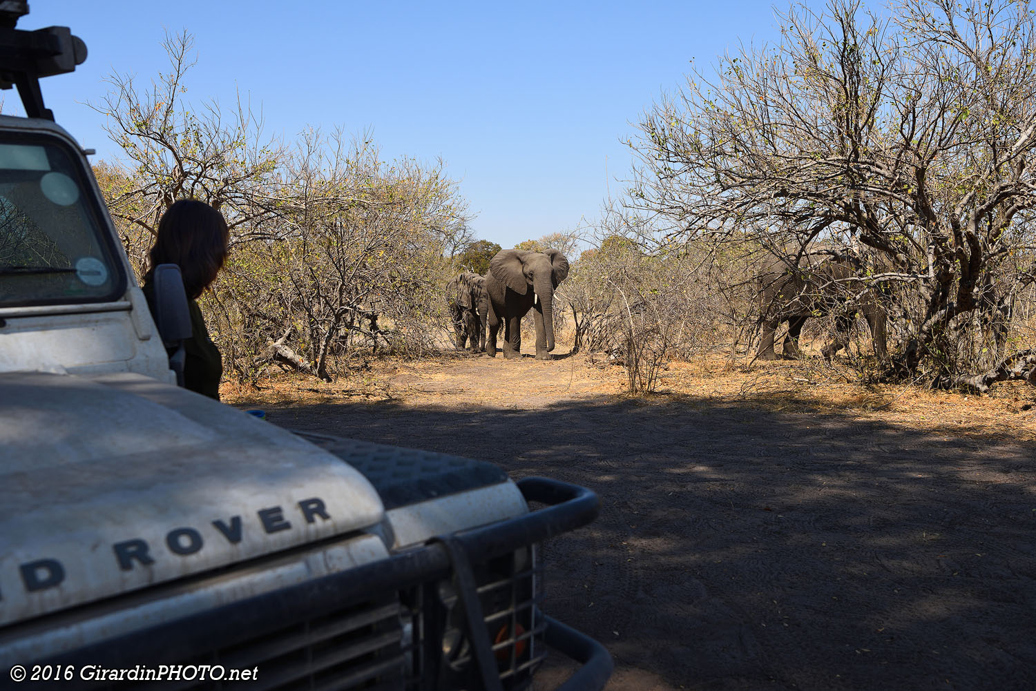 Des éléphants arrivent de tous les côtés