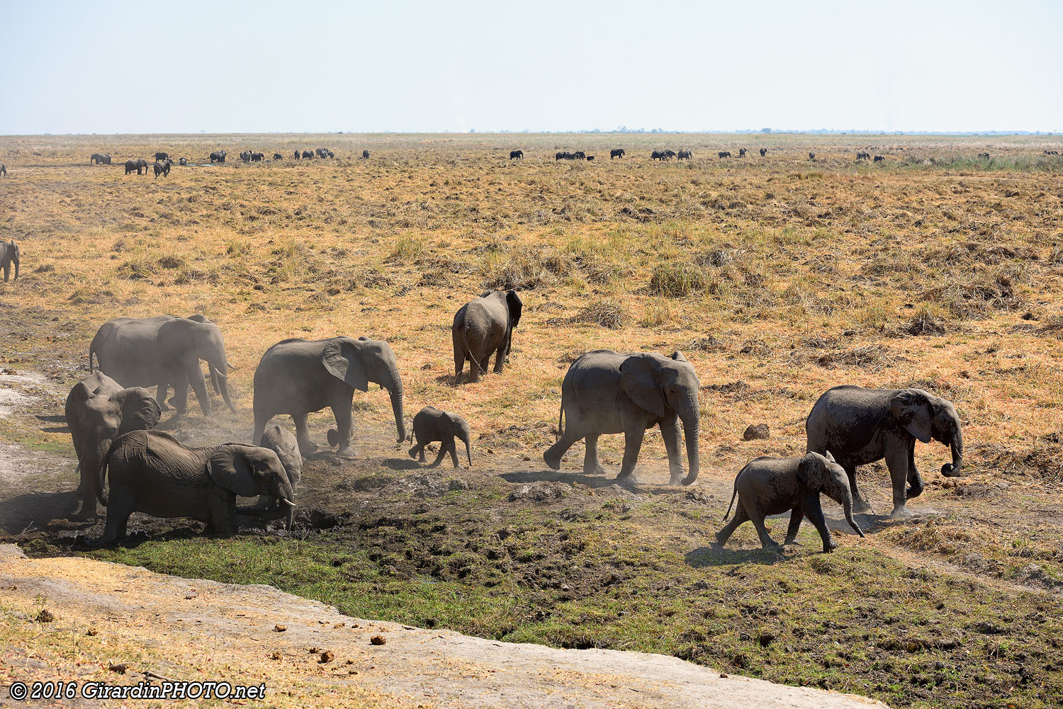 Les éléphants arrivent par centaines