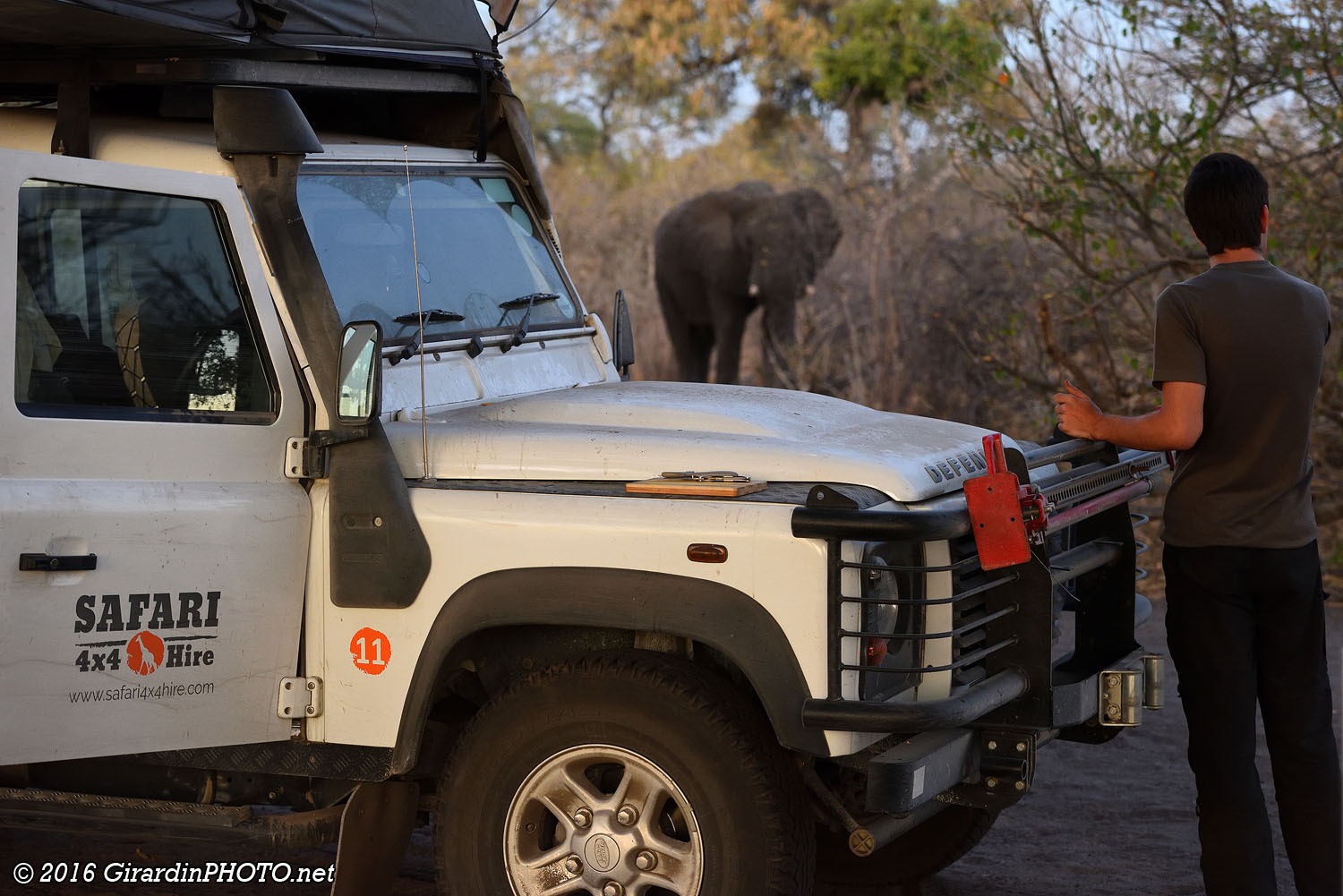 Les éléphants sont toujours dans les parages