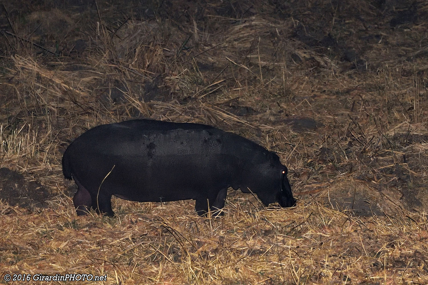 La nuit, les hippopotames sortent de l'eau !