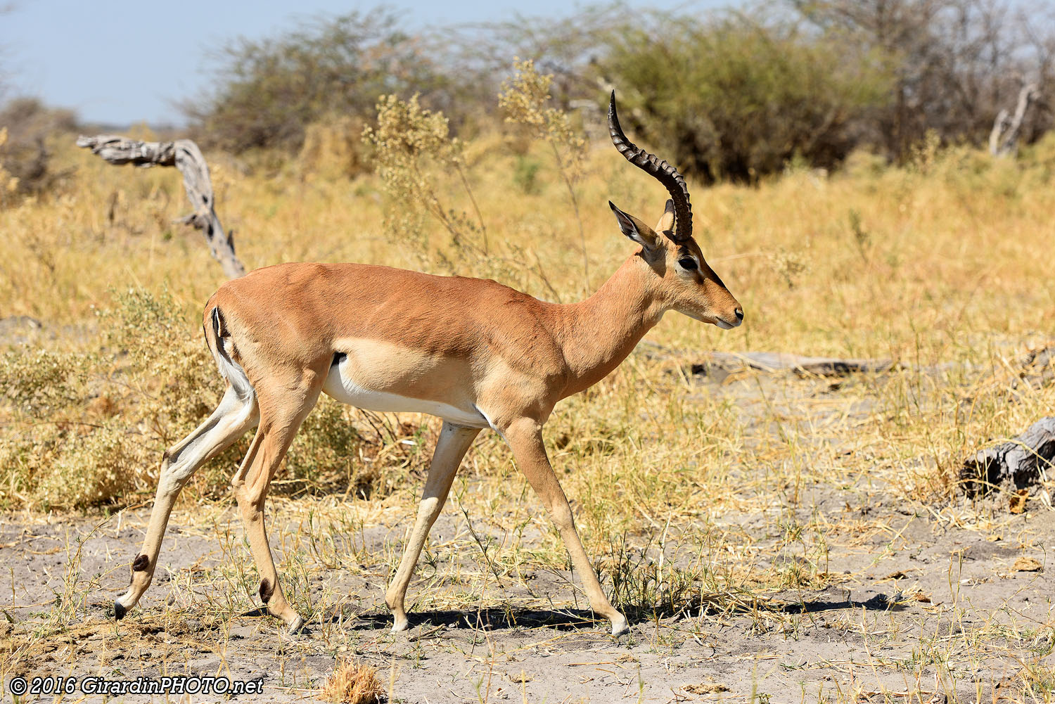 Impala