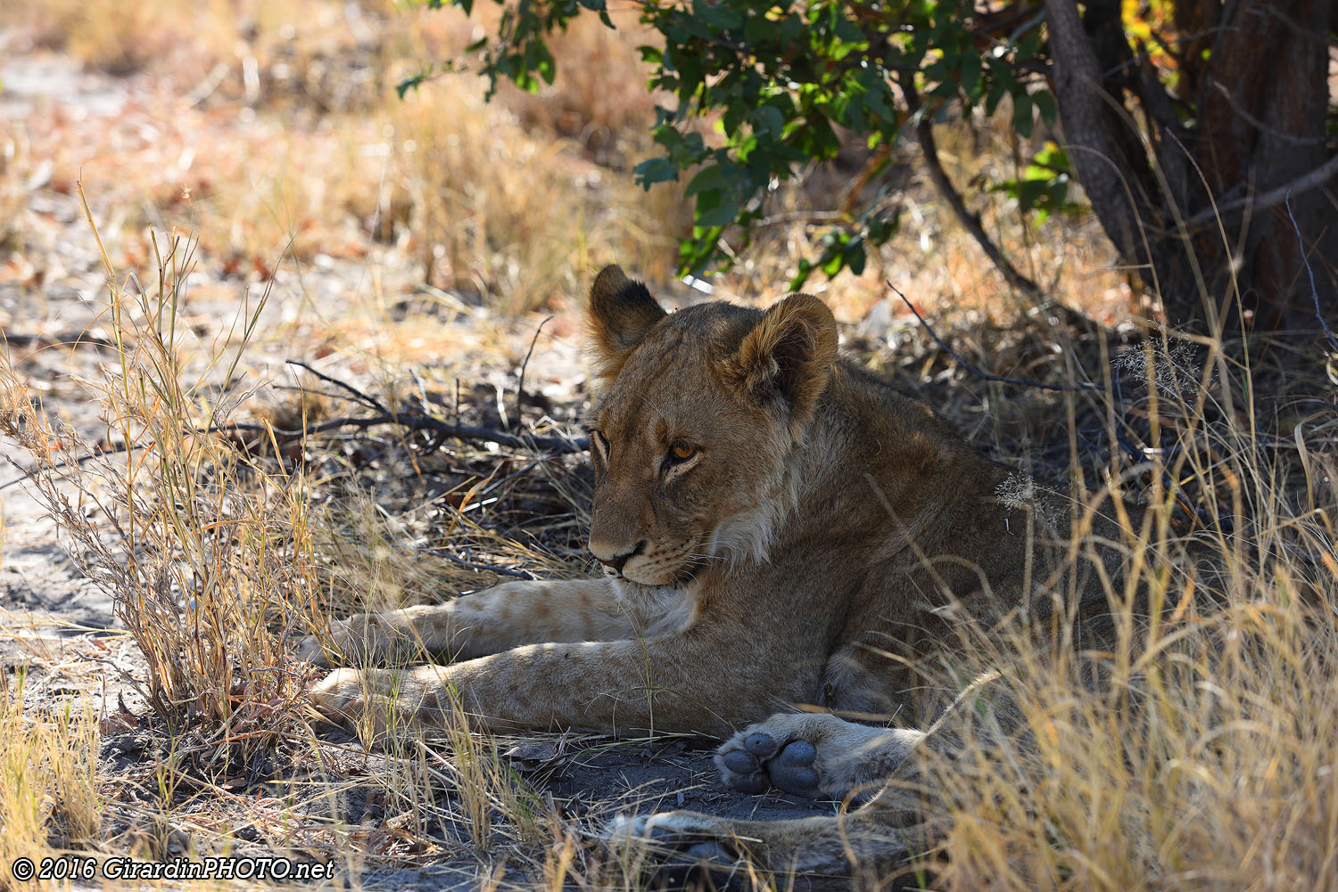 Jeune lion