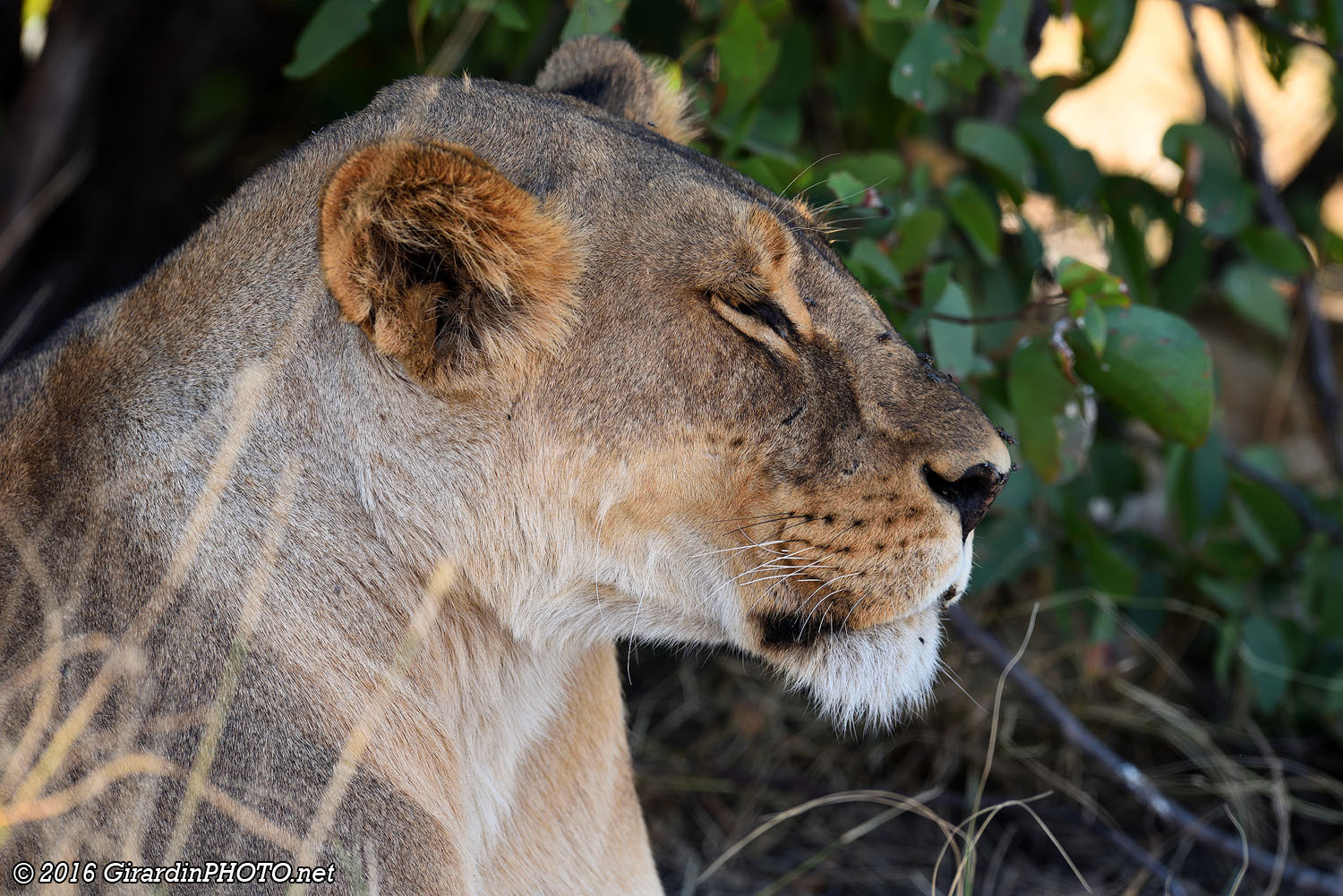 Lionne