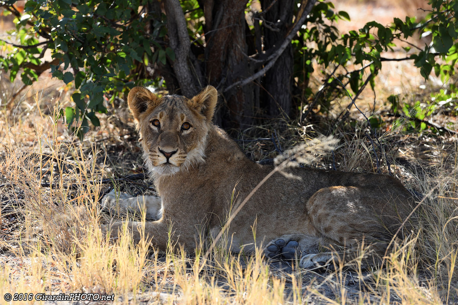 Jeune lion sur le qui-vive