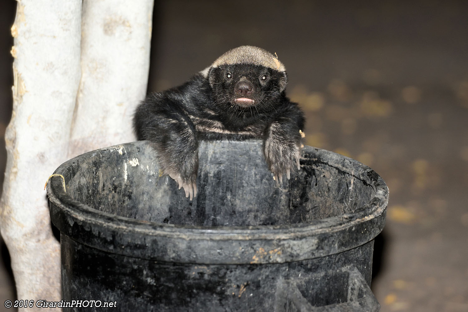Inspection des poubelles
