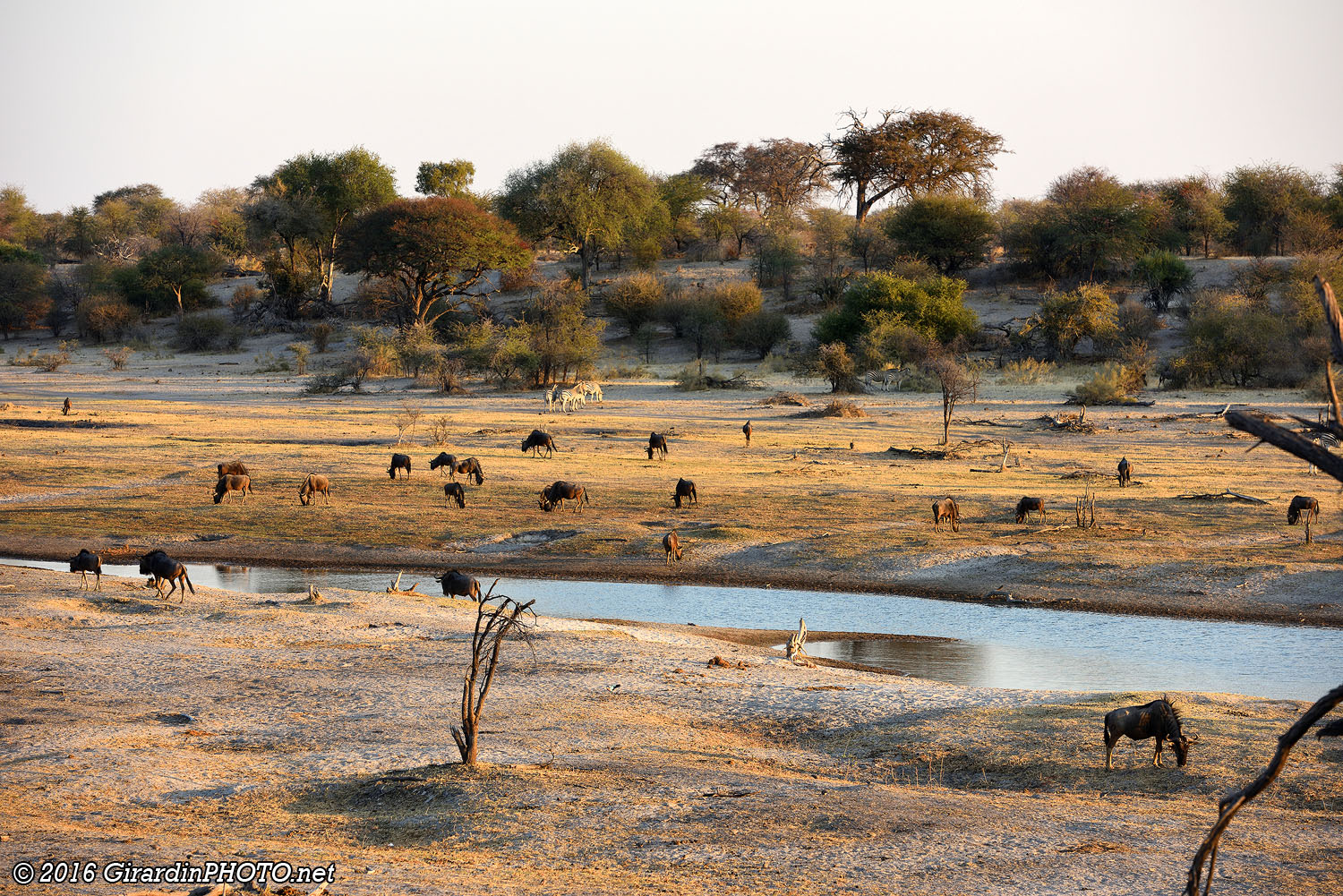Plan d'eau dans le lit de la Boteti River