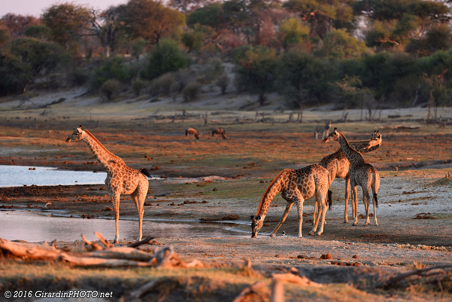 Girafes au coucher du soleil