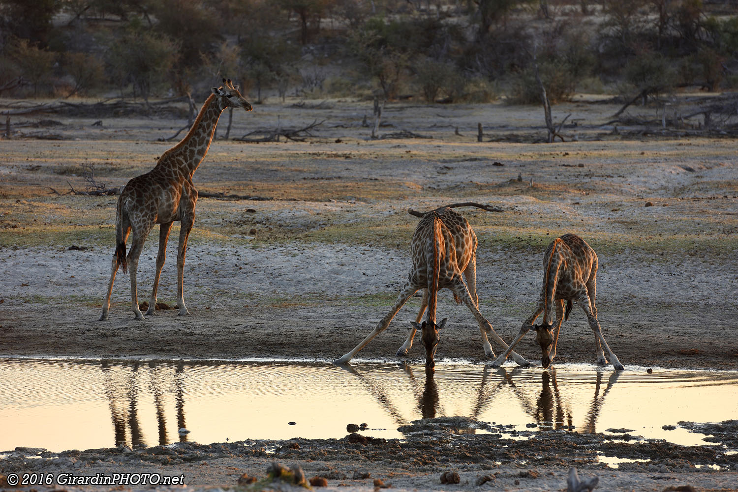 Girafes