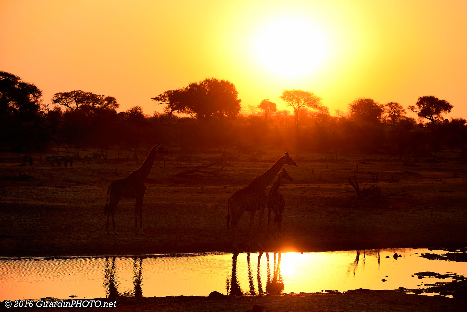 Magnifique coucher de soleil sur la Boteti River