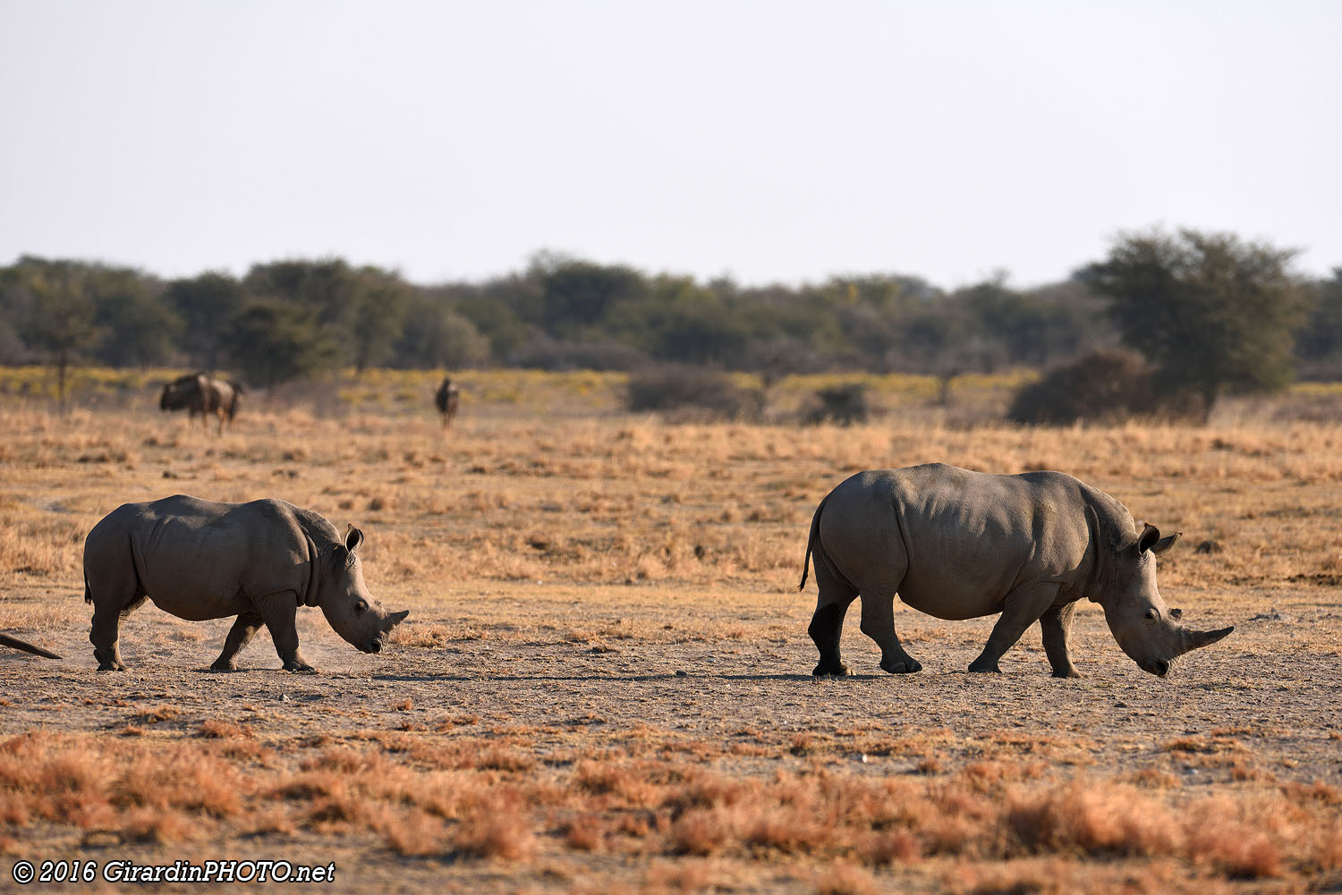 Jeunes rhinocéros blancs
