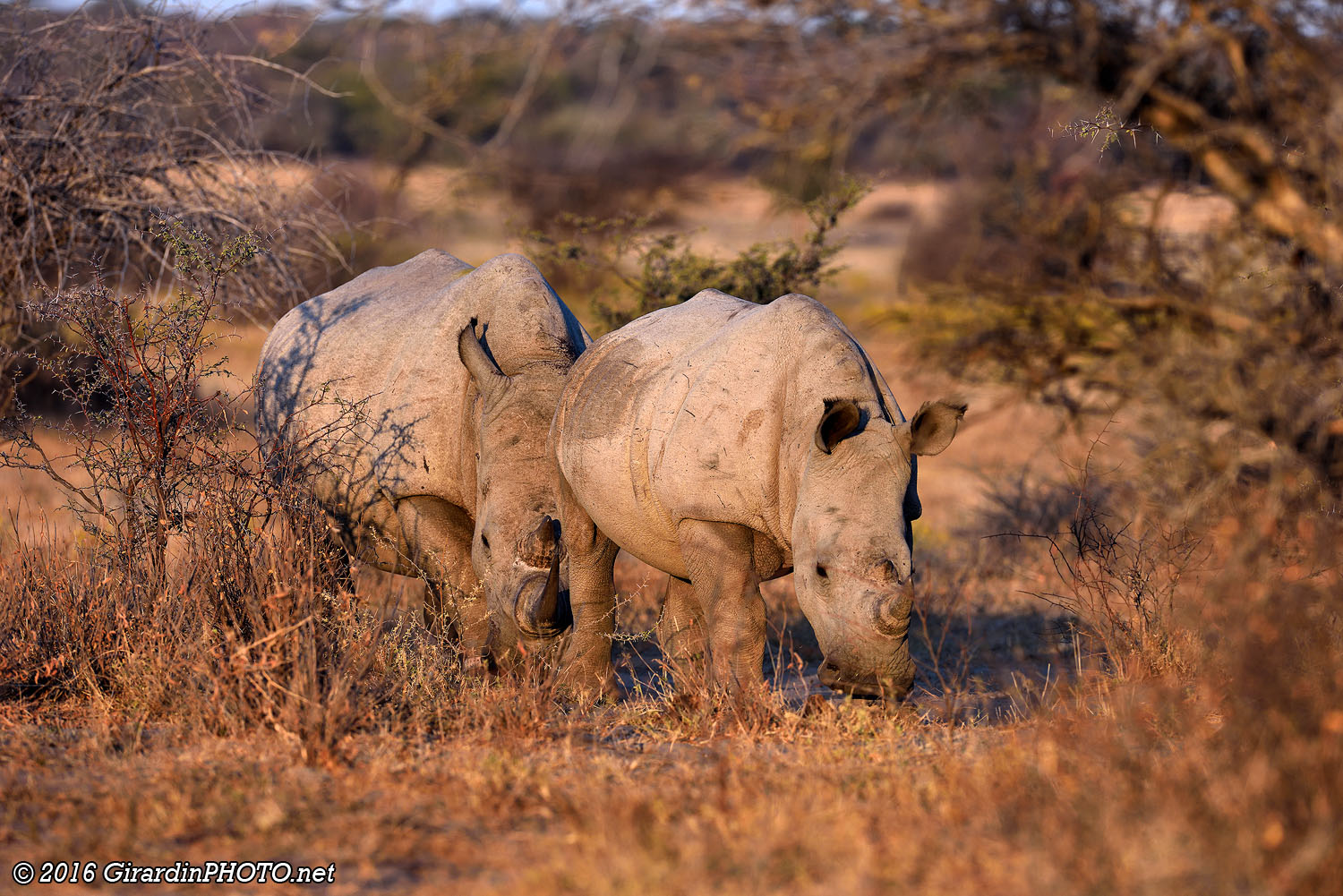 Rhinocéros en approche