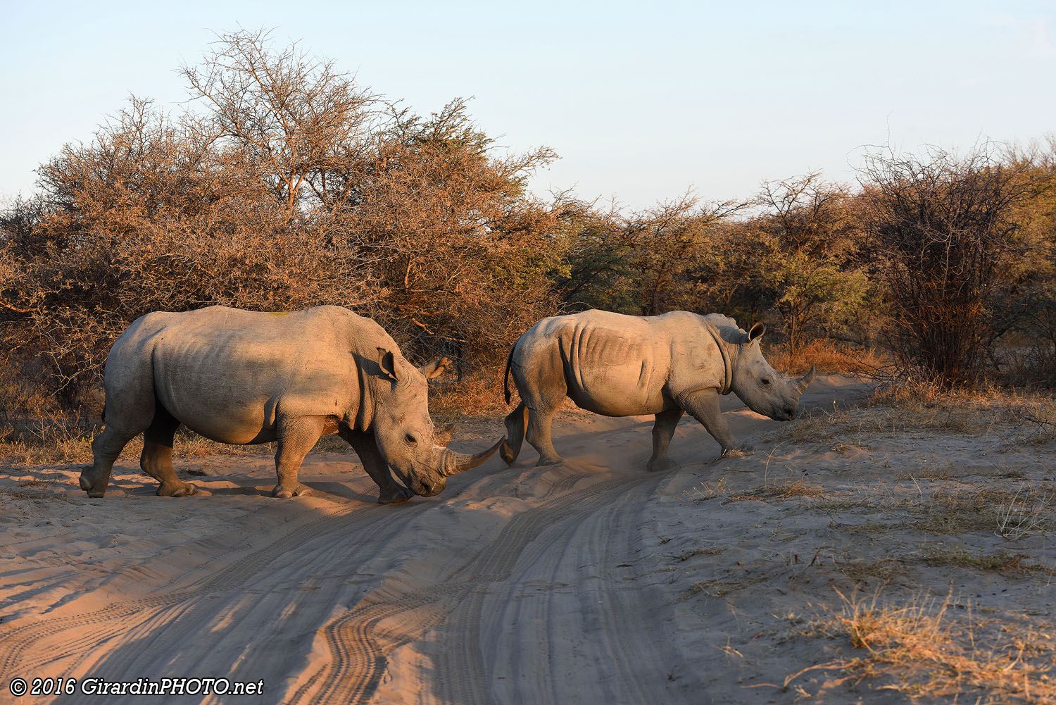 Les rhinocéros traversent juste devant notre Landy