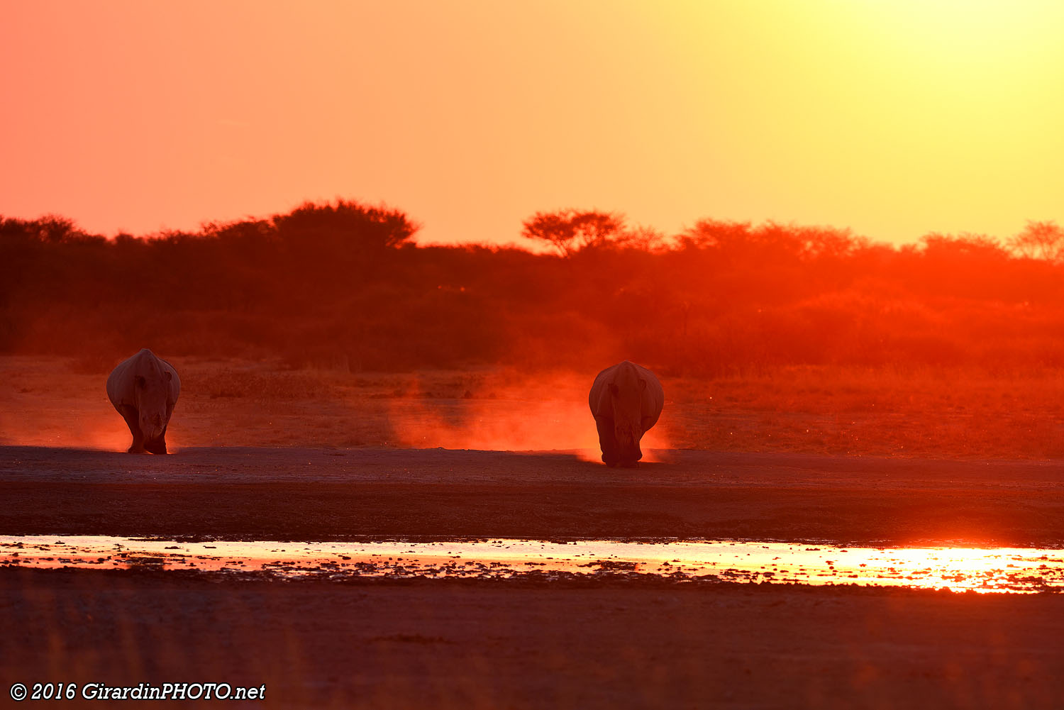 Rhinocéros blancs au coucher du soleil