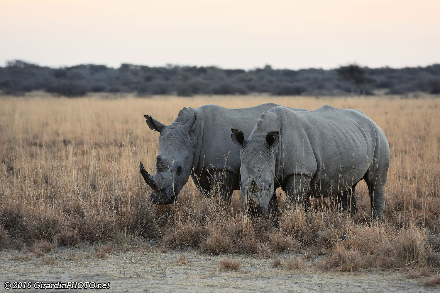 Rhinocéros blancs vers le point d'eau de Malema's Pan