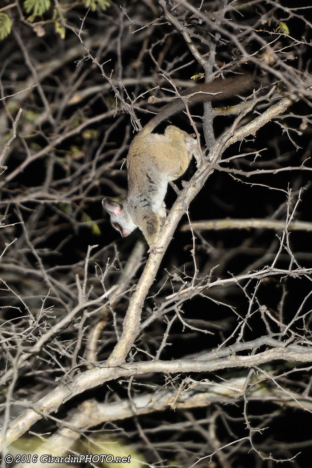 Galago du Sénégal
