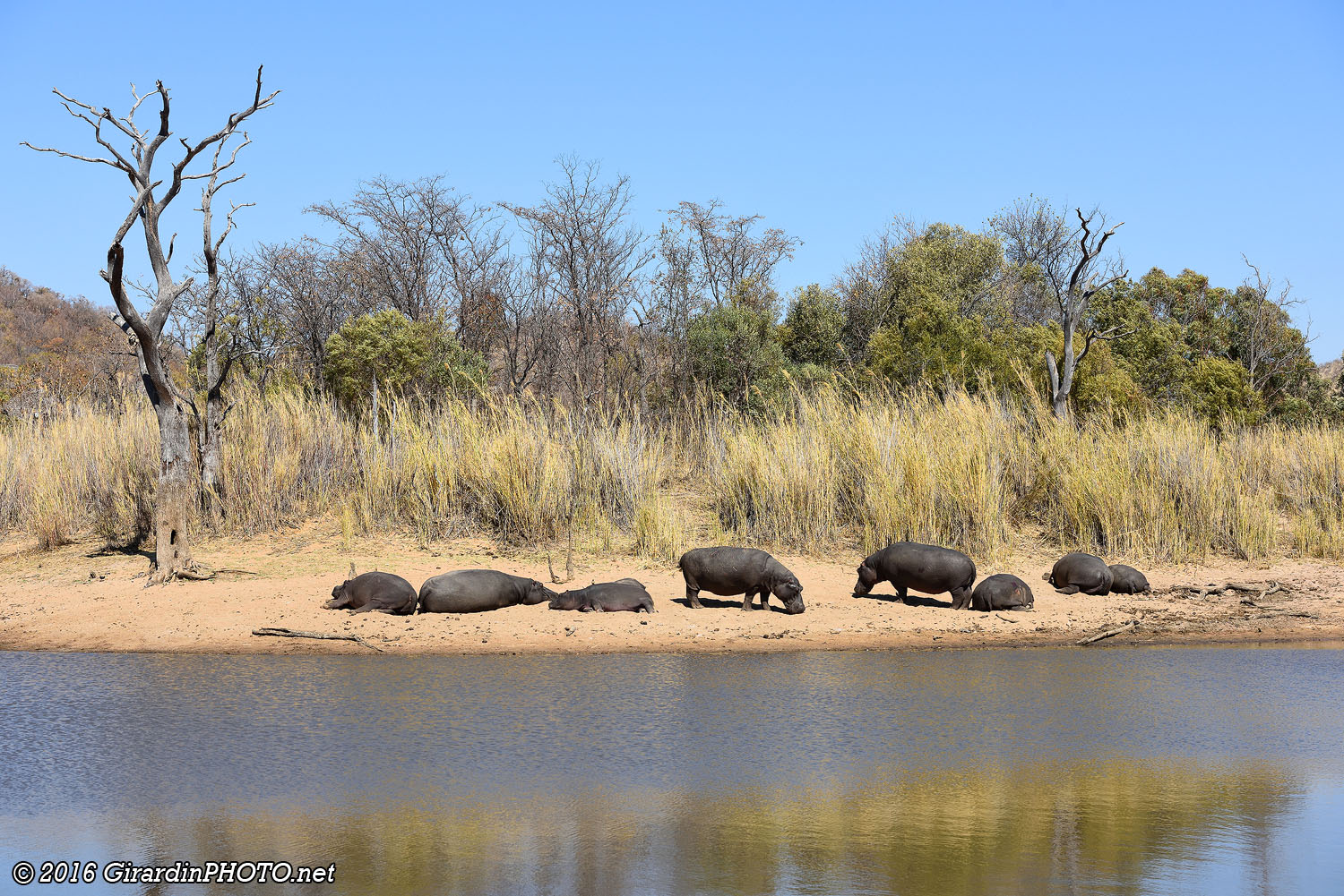 Hippopotames