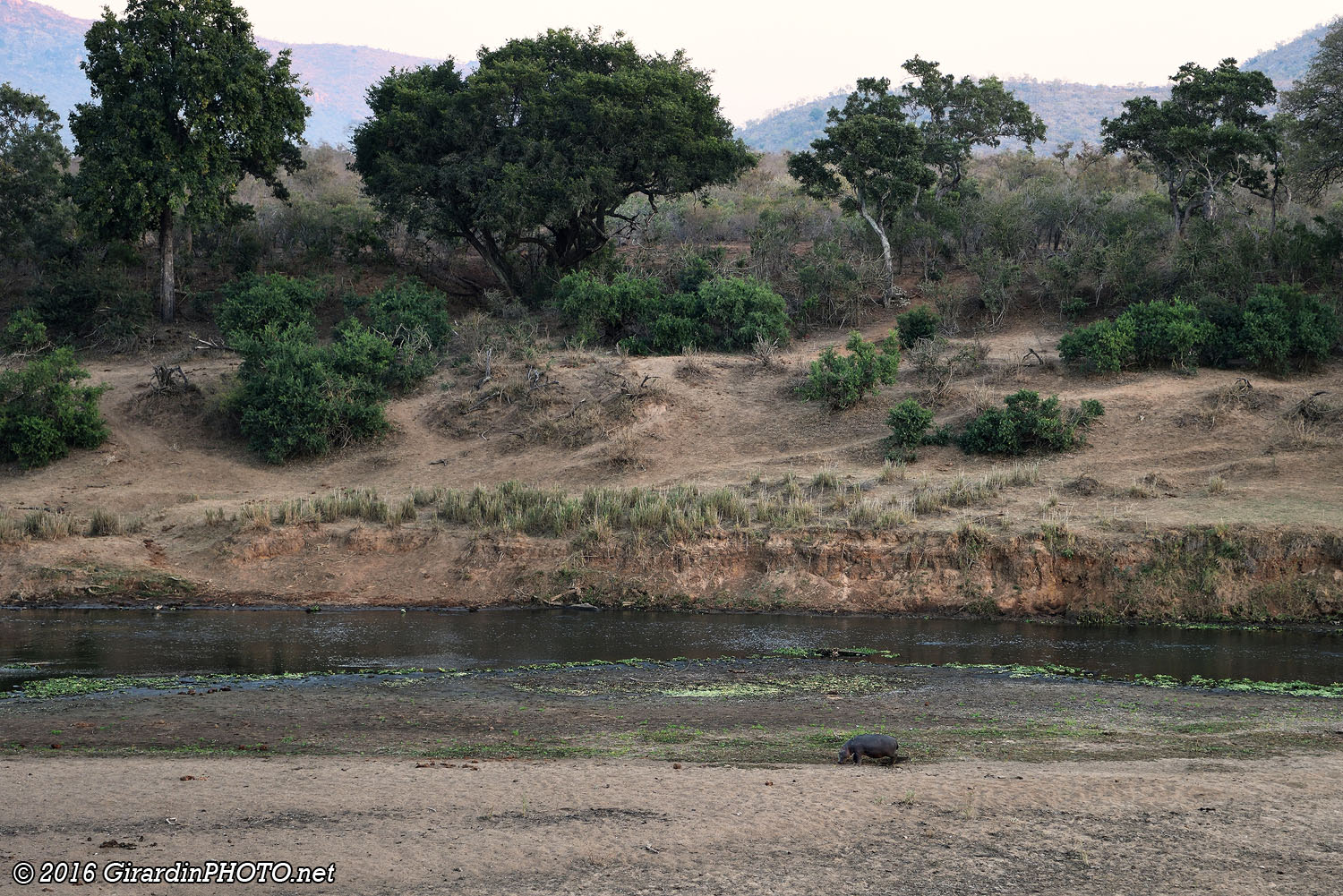 Hippopotame allant rejoindre la Crocodile River au petit matin