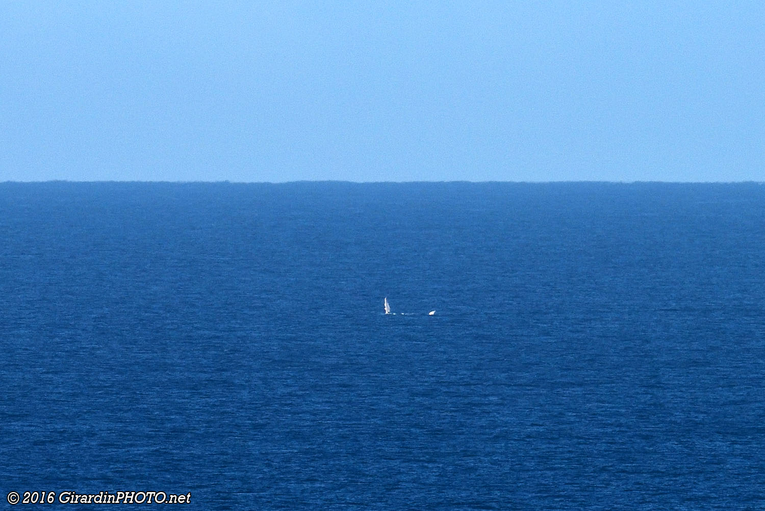 Zoom sur l'une des baleines à bosse