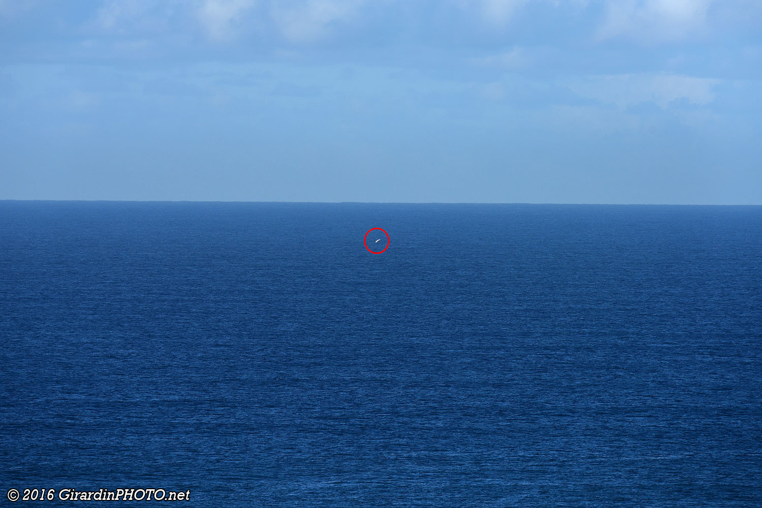Baleine observée depuis notre balcon
