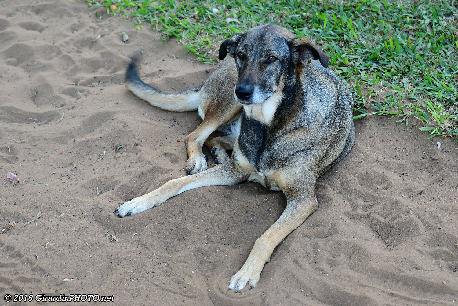 Deux des six chiens