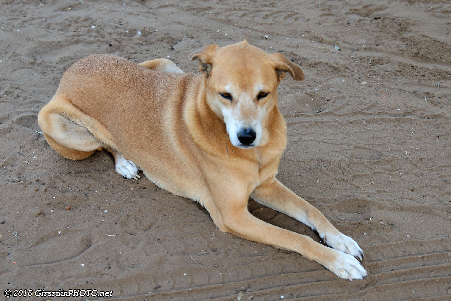 Deux des six chiens