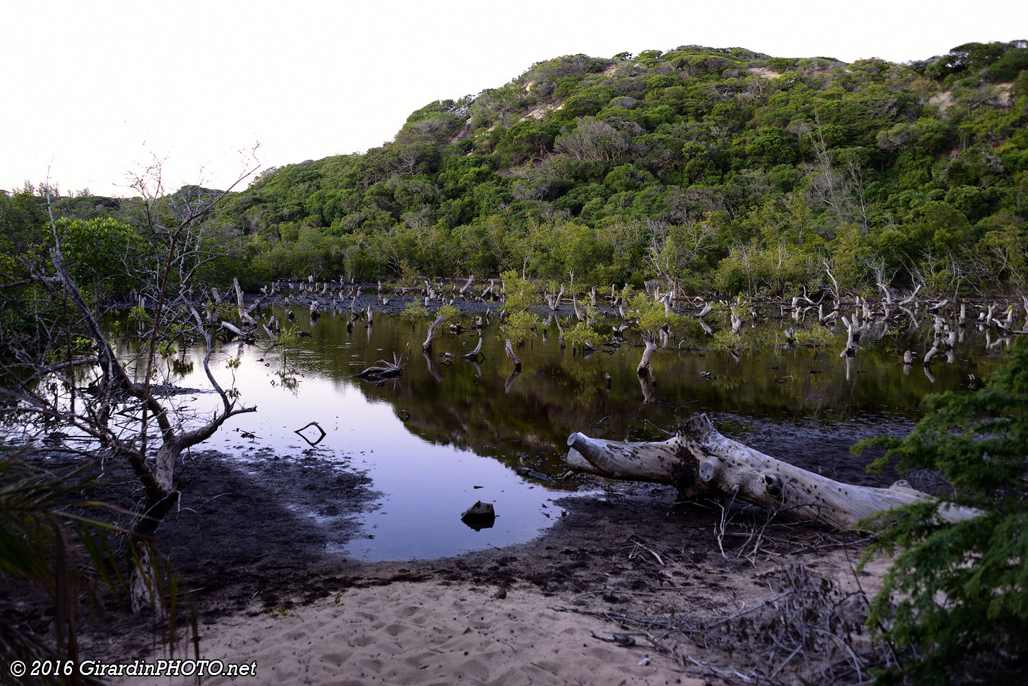 Mangrove