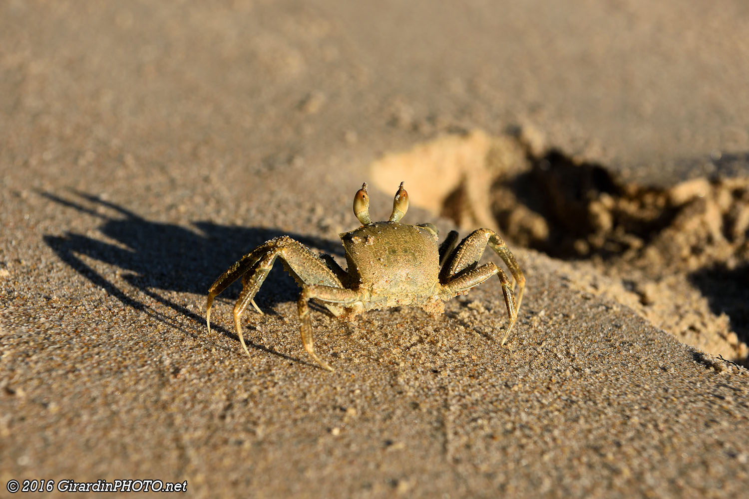 Crabe
