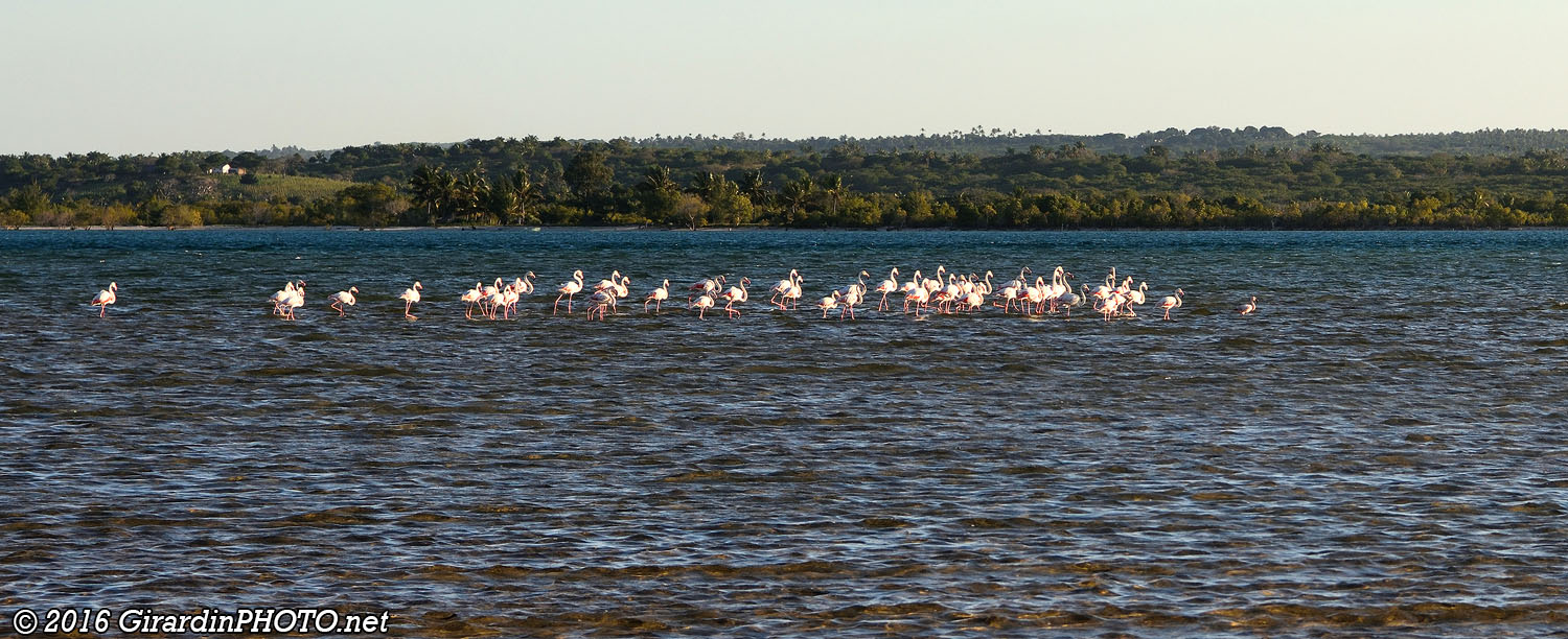 Flamants roses