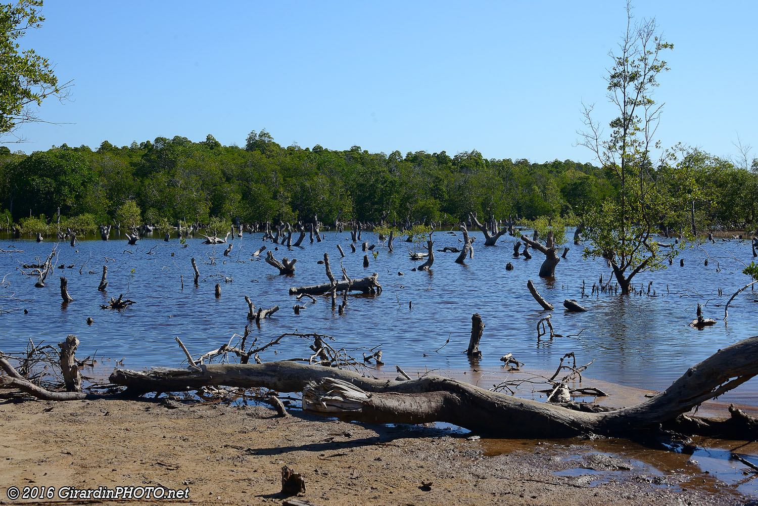 Mangrove