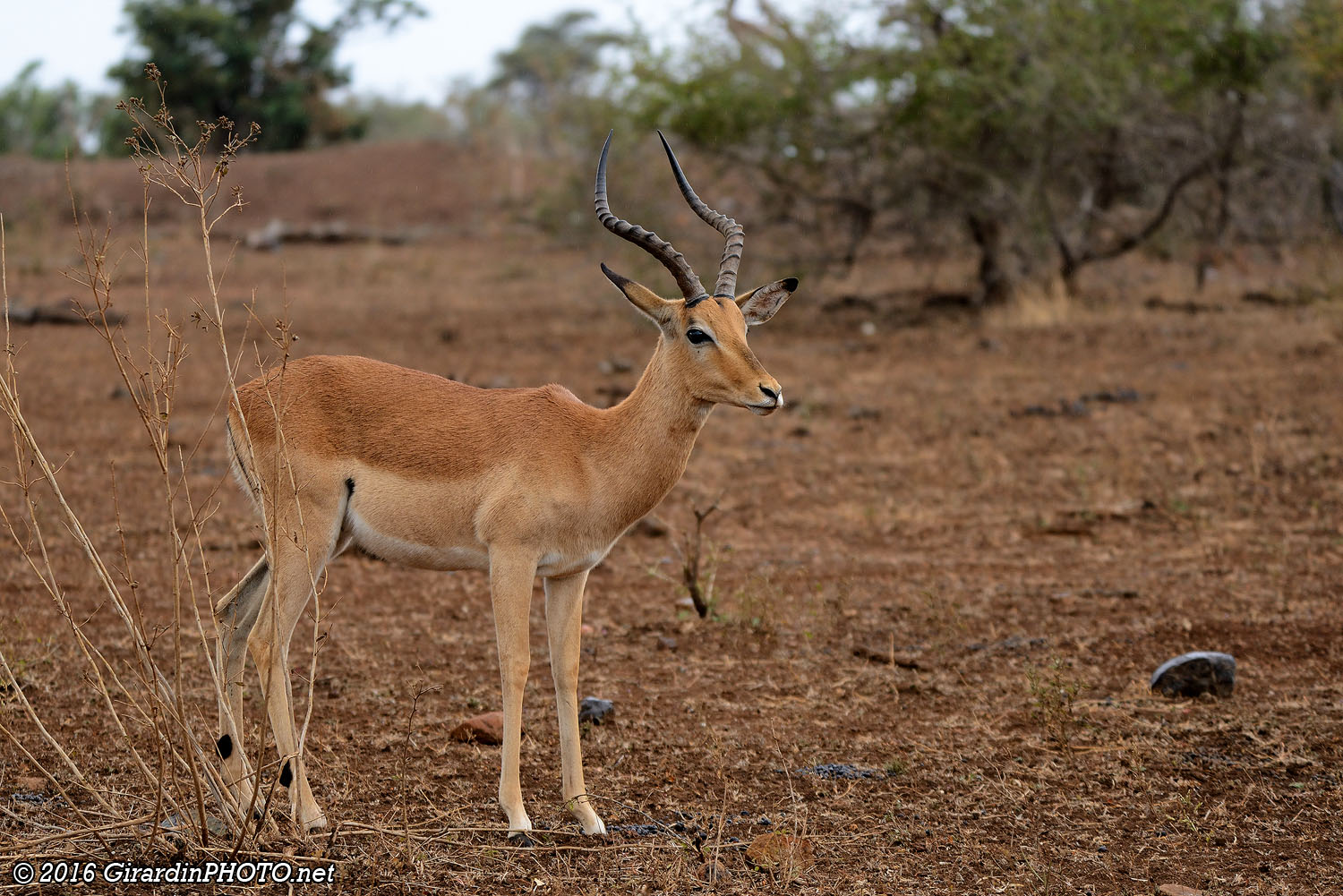 Impala