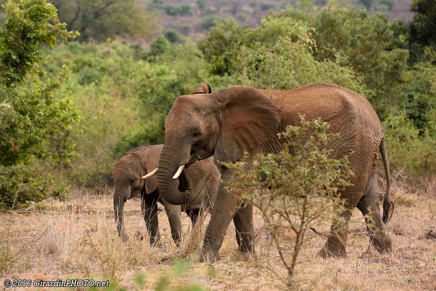 Éléphants