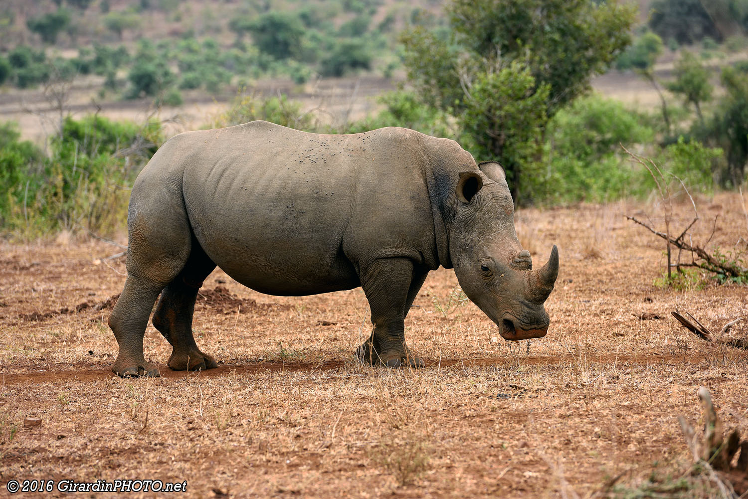 Premier rhinocéros blanc de la journée ...
