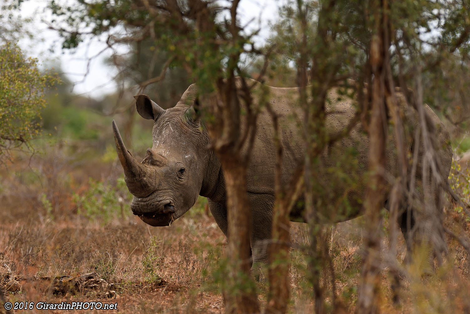 Sand road (S137), troisième rhinocéros blanc