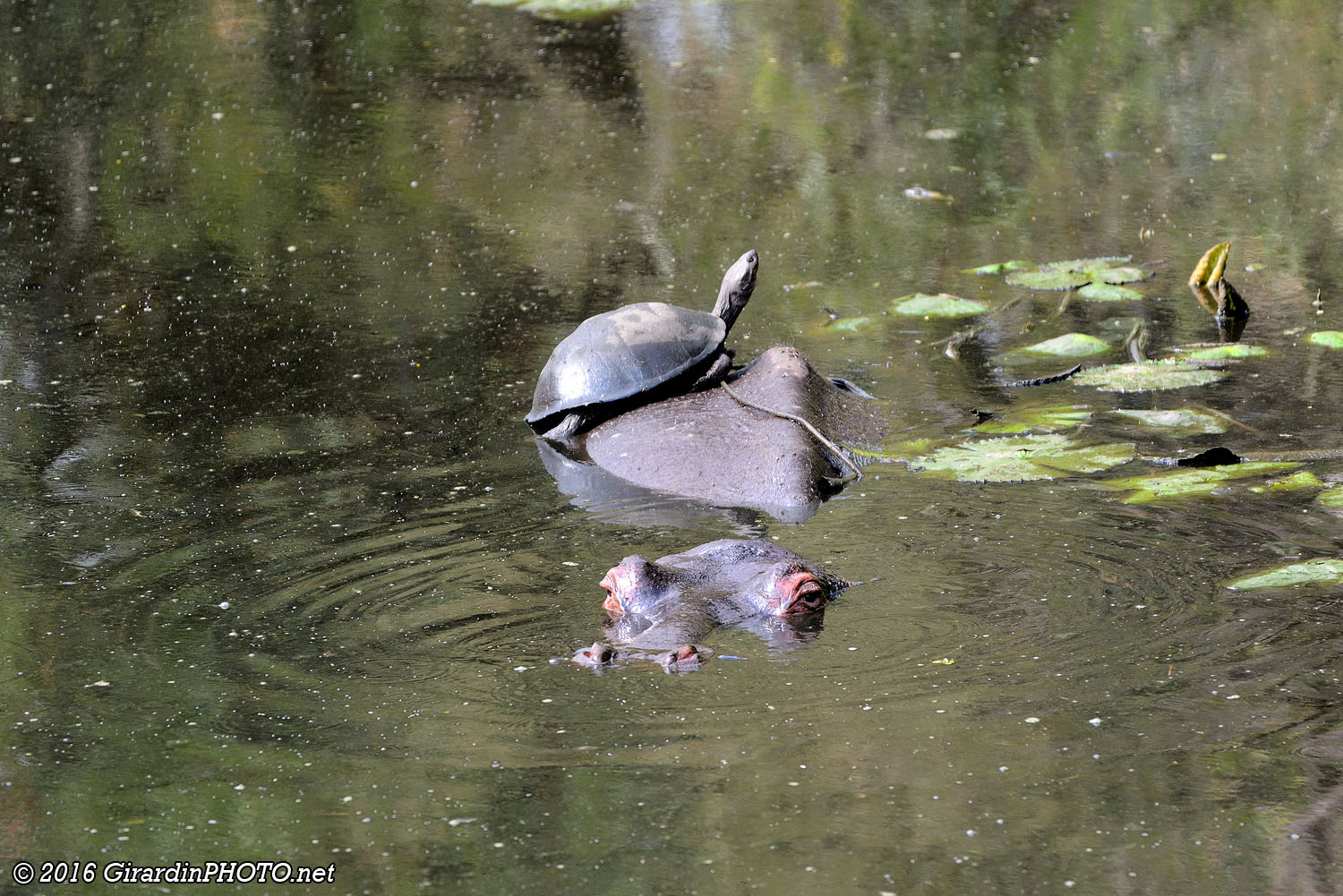 Tortue et hippopotame