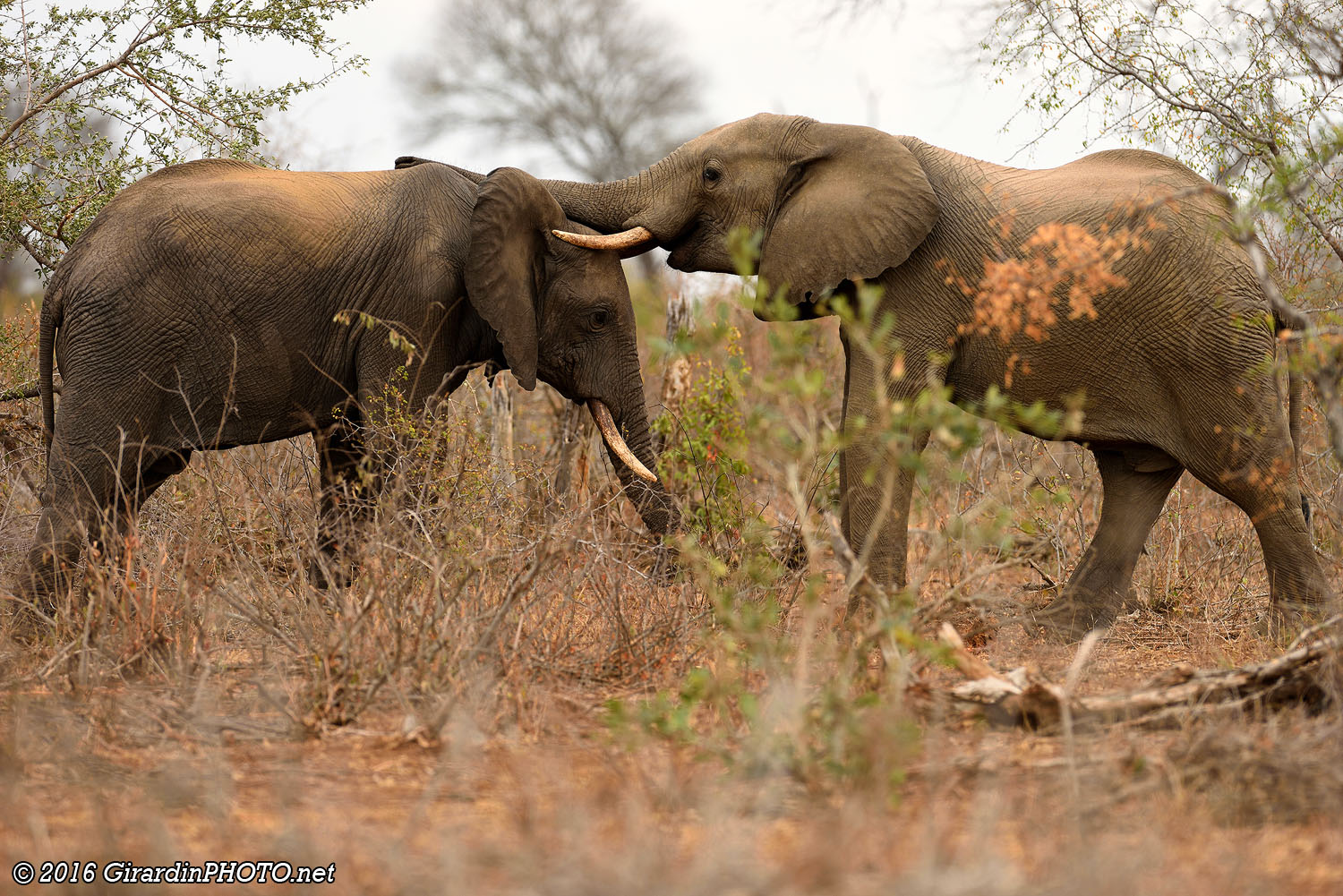 Jeunes éléphants