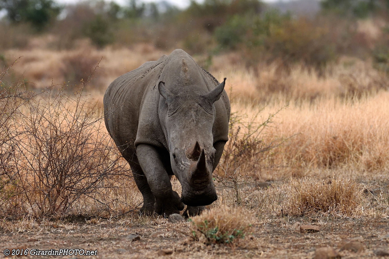 ... et sixième rhinocéros blancs